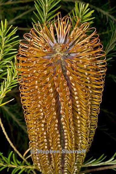 banksia ericafolia 2 graphic